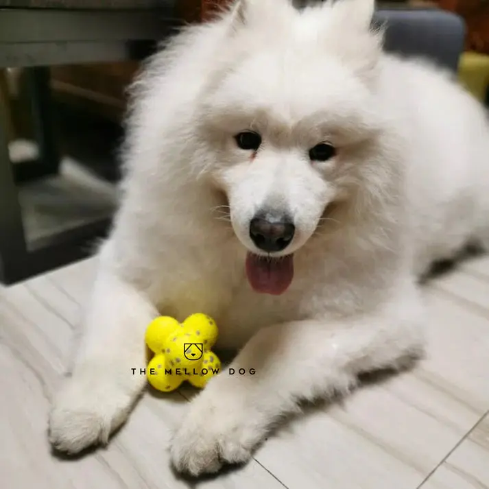 RelaxOrb™ Calming Dog Toy - Image 3