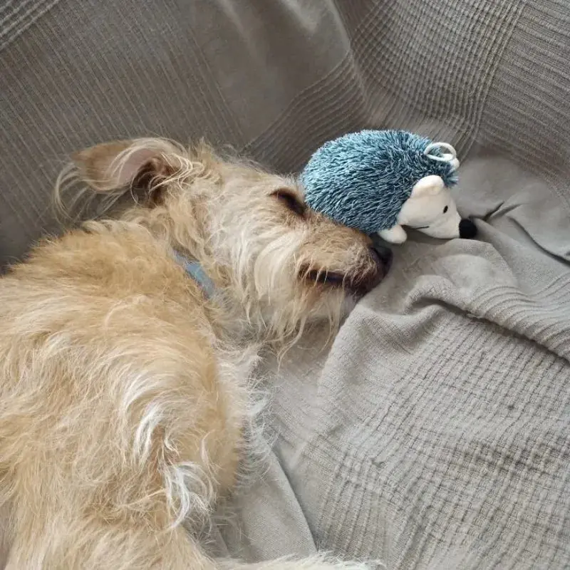 QuillQuest™ Immortal Squeaker Plush Toy For Aggressive Chewers - Image 3