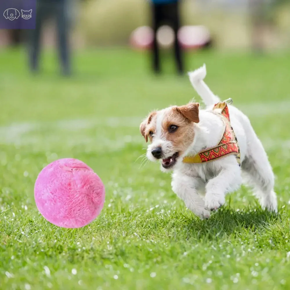 PawMagic Roller⢠ā Auto-Moving Ball - Image 3